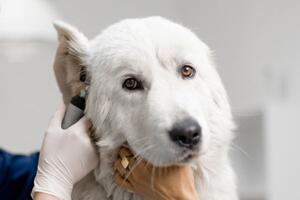 Co je osina u psa a jak ji řešit