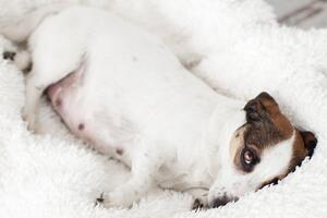 Psí chovatelské minimum, díl 2. – Březost 